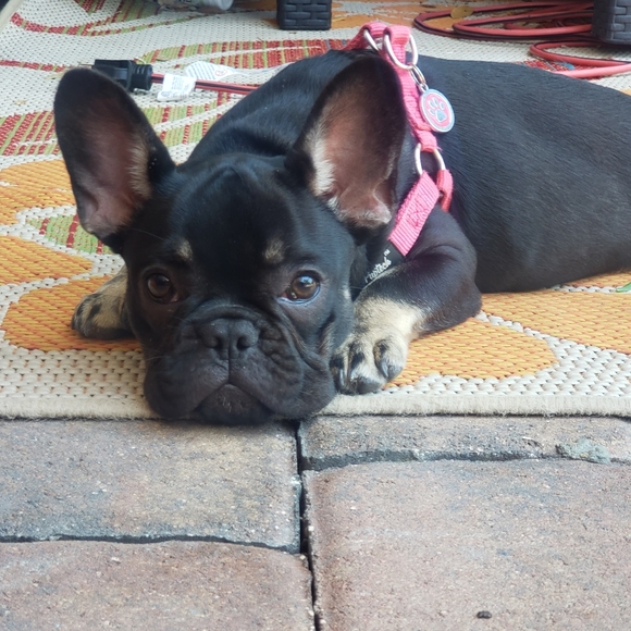 Meet your Posher, Lacritia - Picture 7 of 8